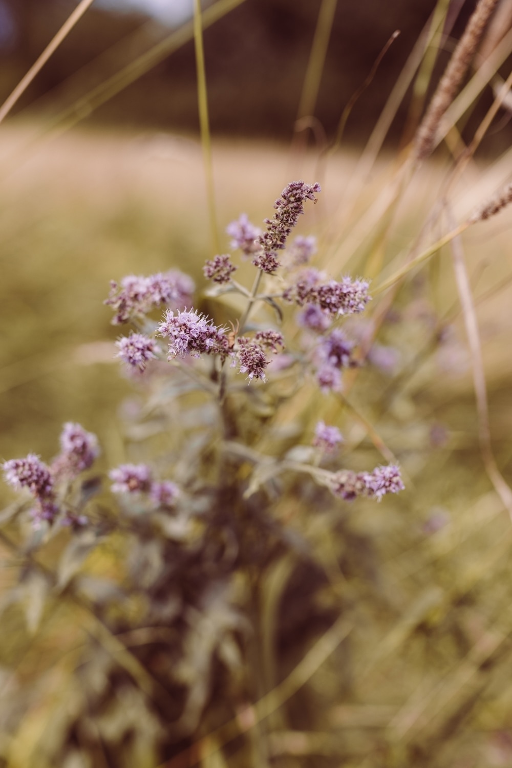 Berghochzeit_Allg&auml;u_Fotografin-2