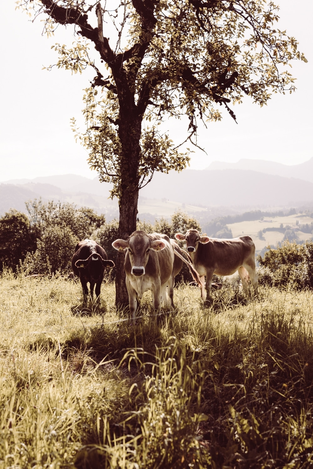 Hochzeitsfotografin_Oberstaufen_Hochzeitsfotografie_Oberallg&auml;u_1